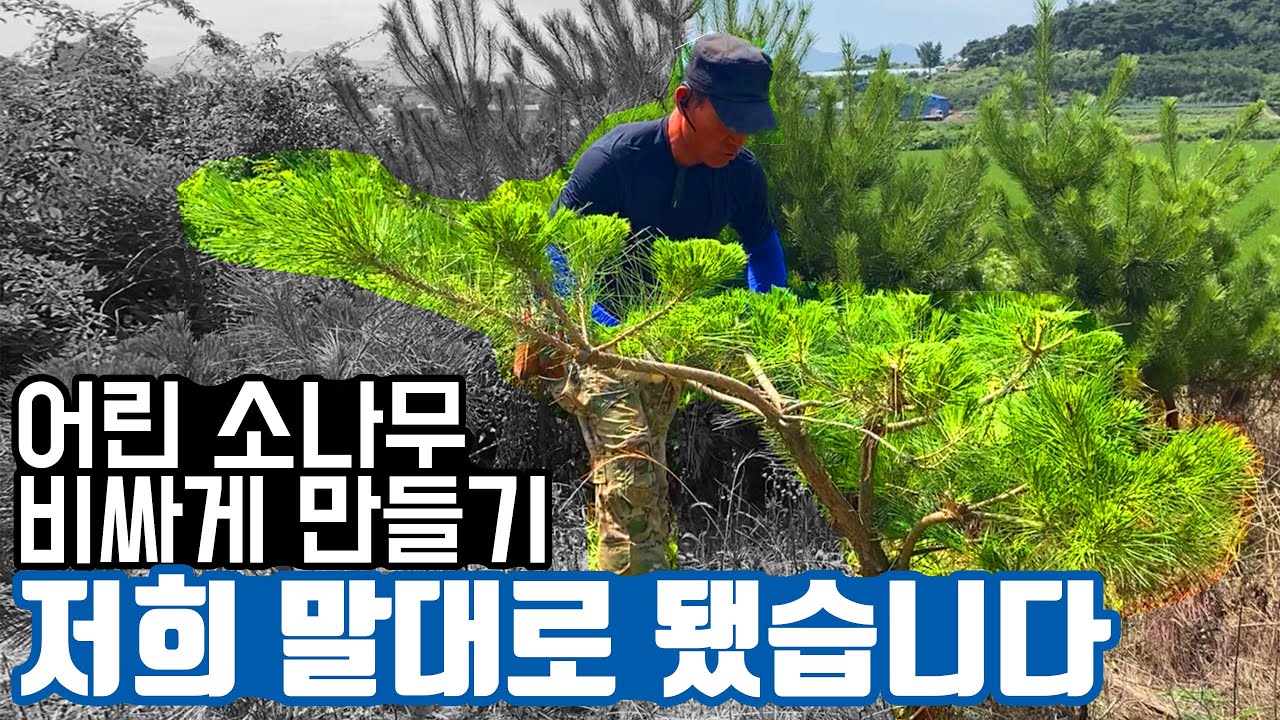 어린 소나무 비싸게 만들기