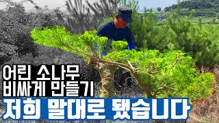 초보자도 할 수 있는 어린 소나무 전지. 반년 뒤 곡전지 결과물 공개! (가브리편) [전원 주택, 마당 조경…