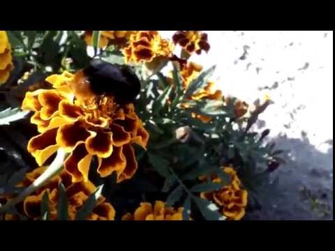 myphone qsmart 2 plus z  testowy film owad