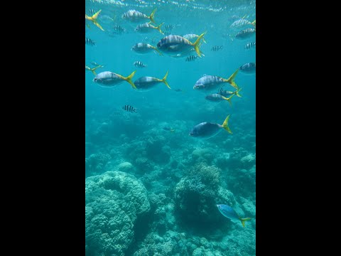 Green Island Full Day Tour | Things to Do | Queensland