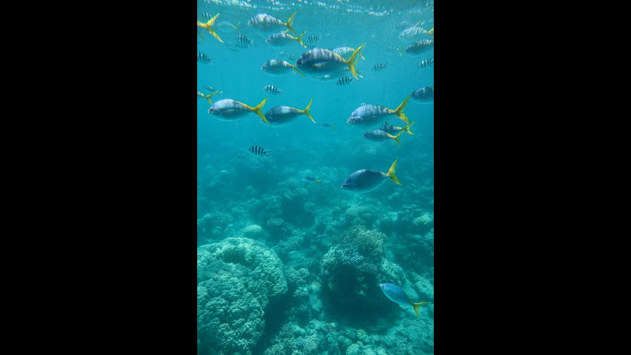 YouTube Short thumbnail