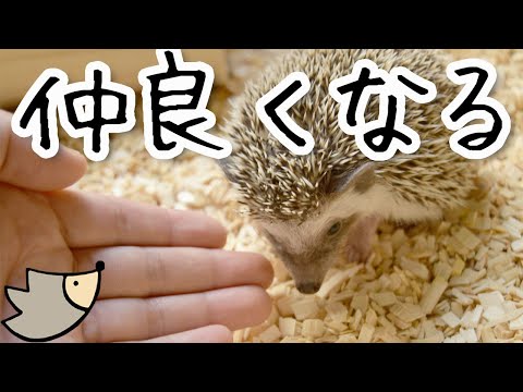 ハリネズミの避難所の作り方 木わらの枯れ葉を引き寄せたり、置き場所を作る方法