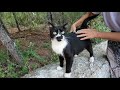 Loudly Purring Tuxedo Cat And Her Cross Eyed Friend Are Adorable