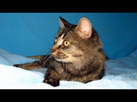 Christabel (Adopted) - Cats of Eau Claire County Humane Association