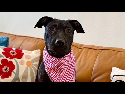 Moodeng Pie the Little Love Nugget