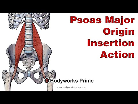 Psoas Major Anatomy: Origin, Insertion and Action