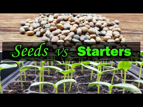 How To Reuse Old Potting Soil FOUR ways