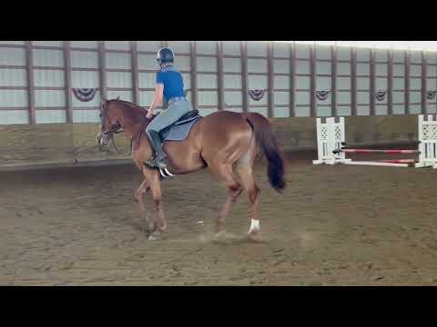 Deceiver - 2018 Kentucky-bred Gelding