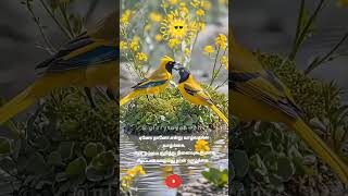 Download lagu Kaalai Vanakkam # good morning WhatsApp status# good morning viral shots #motivation # காலை வணக்கம் mp3 Download lagu Kaalai Vanakkam # good morning WhatsApp status# good morning viral shots #motivation # காலை வணக்கம் mp3