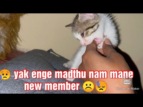 New member to our family 🥰❤️. // cat // pure soul //Nisha’s vlog