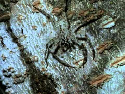 Webs of Intrigue