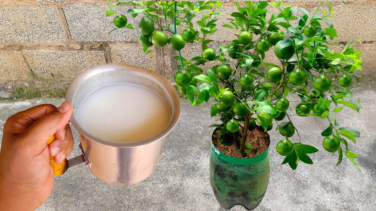 Apenas 1 caneca faz o limão explodir de tantos frutos (o ano inteiro)