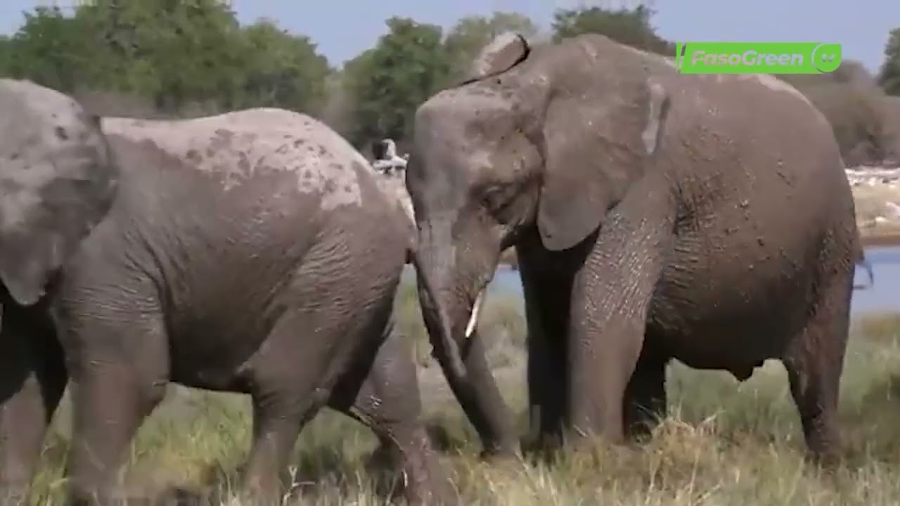 Journée mondiale de l’éléphant : Un géant de la nature à protéger