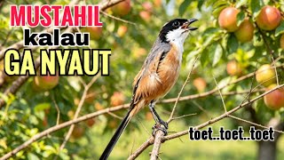 Download lagu toet toet suara cendet gacor PAGI SIANG SORE sangat efektif buat Pancingan cendet diam agr cpt bunyi mp3 Download lagu toet toet suara cendet gacor PAGI SIANG SORE sangat efektif buat Pancingan cendet diam agr cpt bunyi mp3