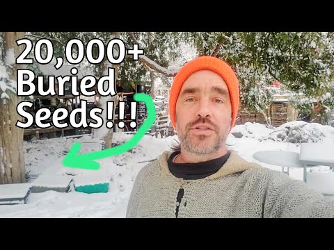 HUGE tree potential for $0!