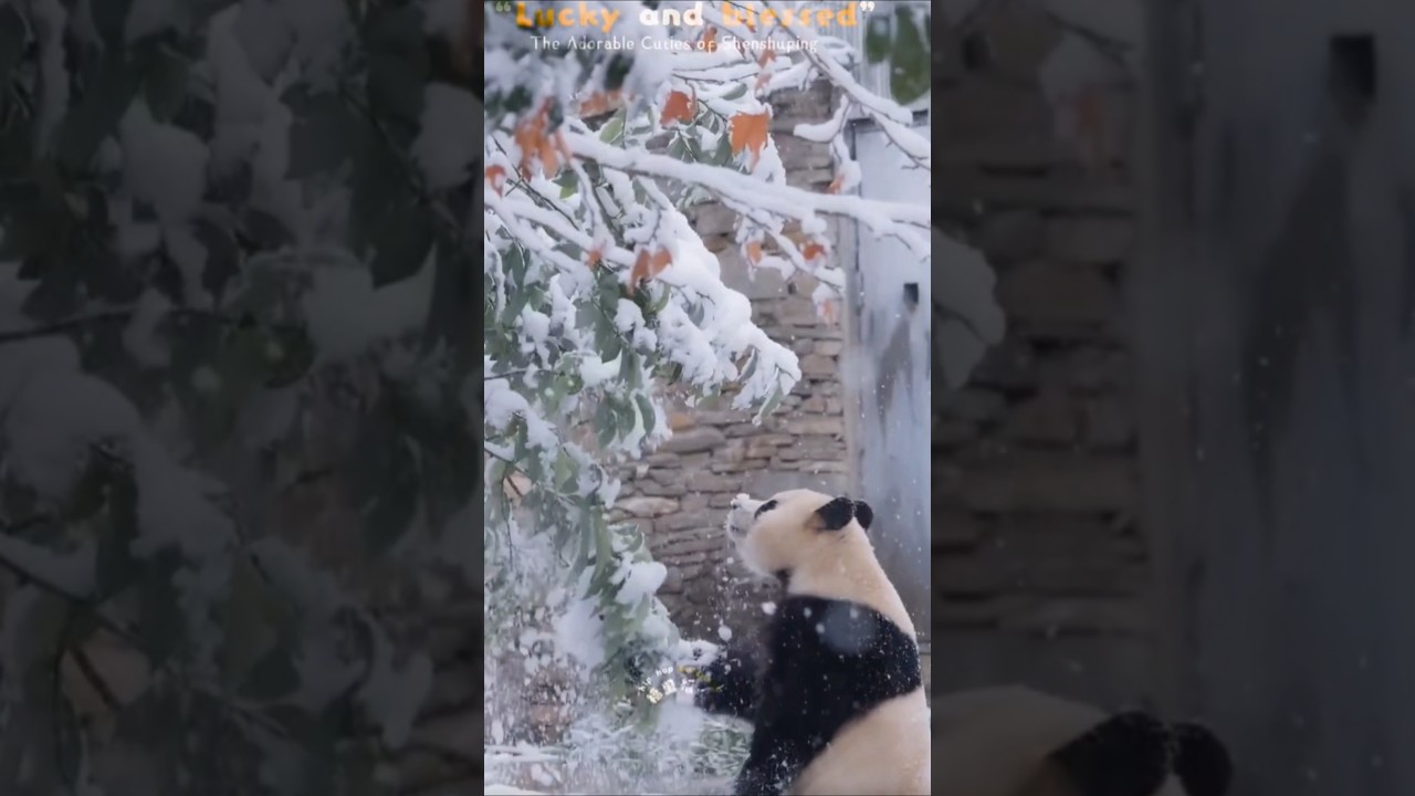 영화찍는 푸바오, 푸공주 정말 이쁘다💕