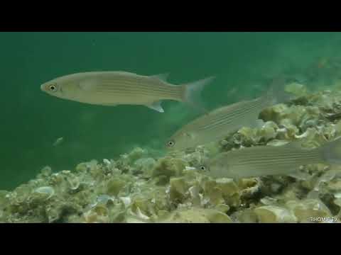 TIHOMIR TV - CIPAL ZLATAR [lat. Liza aurata (Underwater shot)]