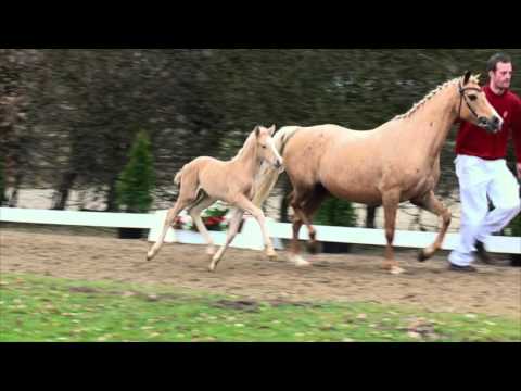 56 Alice SF v. A new Star - Top Zento