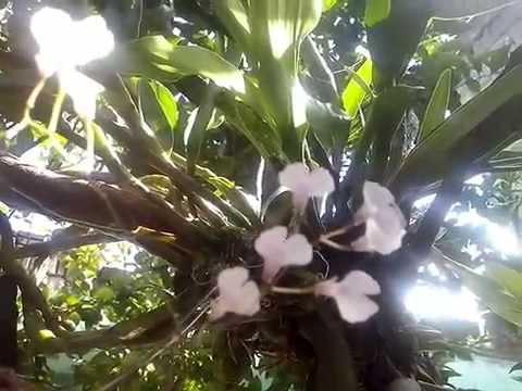 Ionopsis utricularioides - Alchetron, the free social encyclopedia