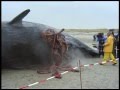 Exploding Sperm Whales