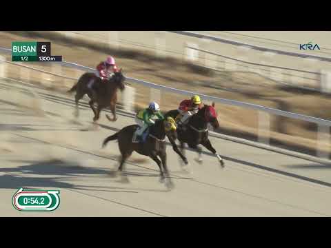 (Busan) 2026.01.02 R5 Class 5 (1300M) Handicap