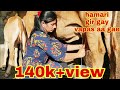 Gir Cow Milking Dairyfarm Gujarat Village Life Vlog