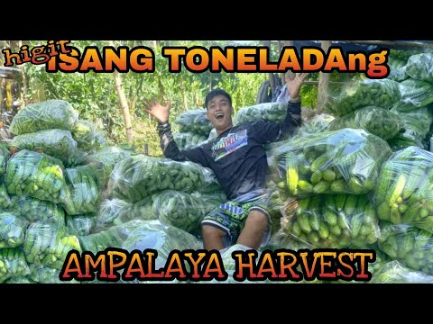EP174-Part2: HIGIT ISANG TONELADANG AMPALAYA ANG NA-HARVEST??!?