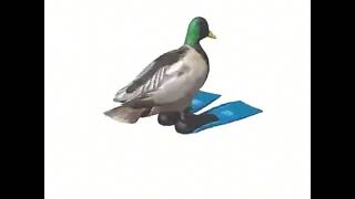 Cover art for duck