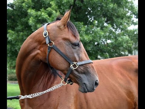 2018 Hambo Contenders -  Wolfgang and Zephyr Kronos