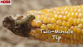 How to Keep Ear Worms from Eating Your Corn