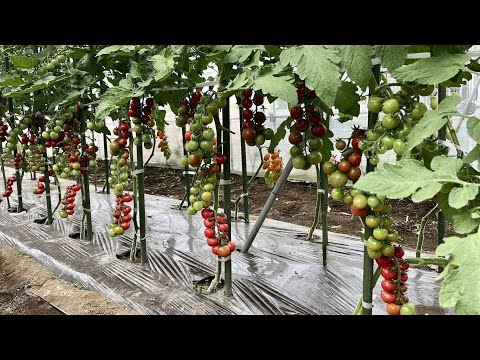 トマトのコーヒー粉の量はどれくらいですか?収穫量を向上させる最適な肥料  庭園