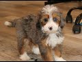 Mini Bernedoodle dogs for sale: Kirk  - Video 1
