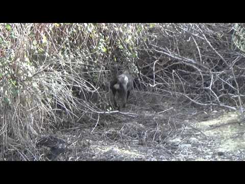 1ª Prueba jóvenes promesas, Podenco Orito Español ANPOE