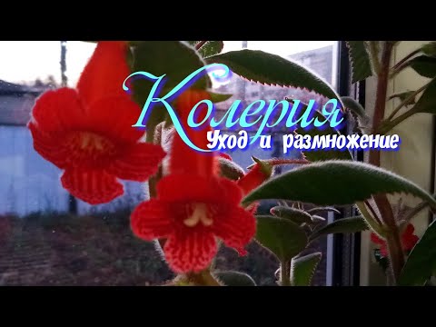 Комнатные Цветы Красные Колокольчики Фото