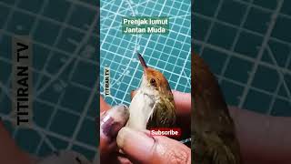 Download lagu Ciri Prenjak lumut Jantan Muda | Ciang-ciang, Cinenen Pisang, esenangka mp3