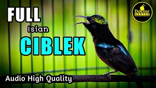 Download lagu KONIN ISIAN CIBLEK ! COCOK UNTUK MASTERAN KOLIBRI NINJA BAHAN IJOAN AGAR NEMBAK BREN PANJANG mp3