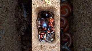 Download lagu Orang kaya mati orang miskin mati - versi anak kaki seribu, ulat larva dan kumbang #shorts mp3 Download lagu Orang kaya mati orang miskin mati - versi anak kaki seribu, ulat larva dan kumbang #shorts mp3