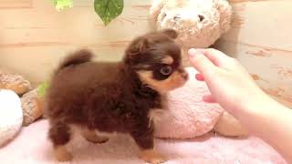 ハーフ犬の動画01