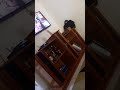 OS BACKYARDIGANS TEMPORADA 2