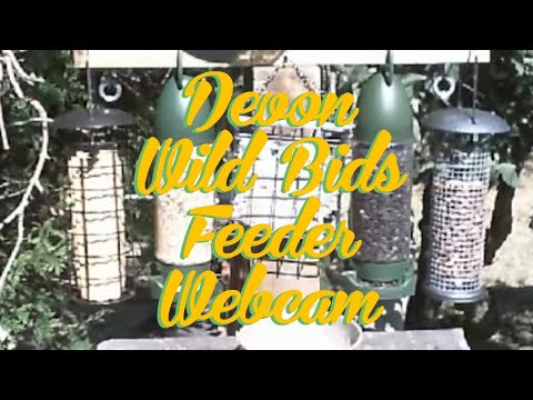 Live Bird Webcam NEW! UK Devon