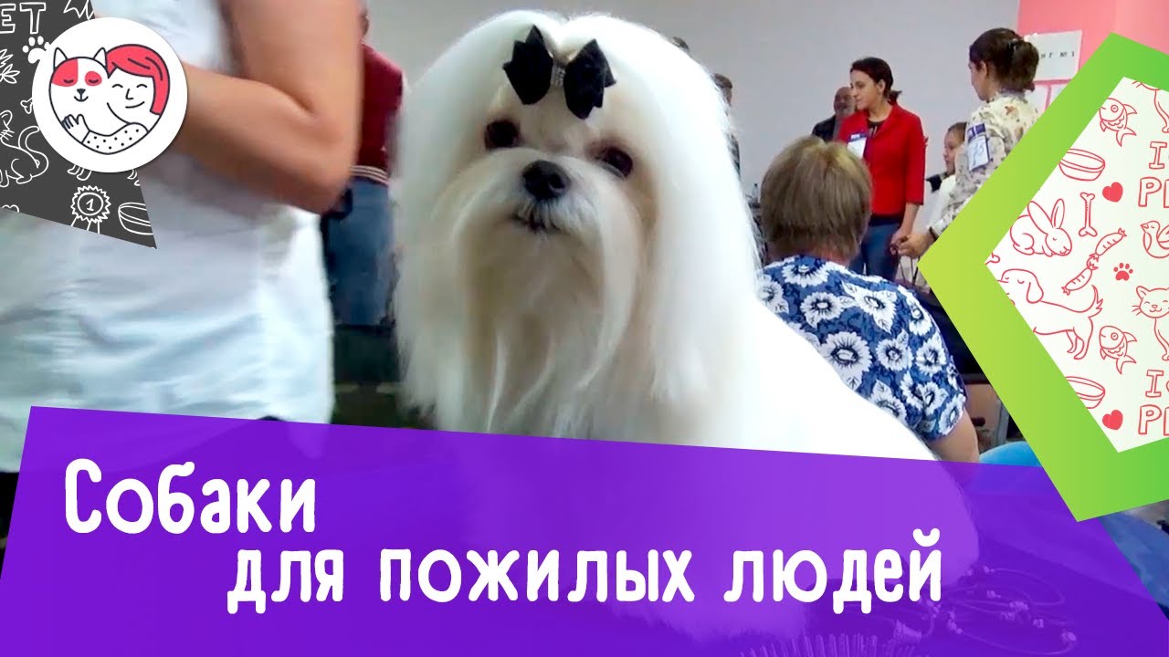 5 пород собак, идеально подходящих для пожилых людей