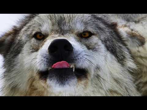 Nanabush Learns About His Father