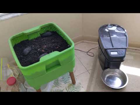 Hot Frog Living Composter Day 272 - Starving Tier 1 and Starting Tier 4 - Vermicomposting