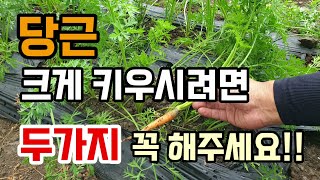 지금까지 당근이 작았다면 이것만 보시면 당근 크고굵게 키울 수 있습니다 당근이 못난 이유