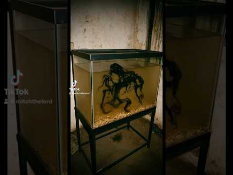 Panama Meteorite alien is in a FISH TANK!!!?? #panama #meteor #alien #shorts