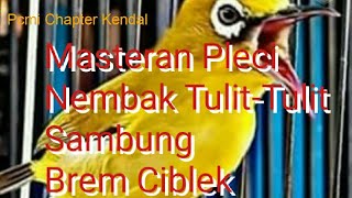 Download lagu Masteran Pleci Tulit-Tulit Sambung Brem Ciblek  Ngotot Geter-Geter | Pcmi Chapter Kendal mp3