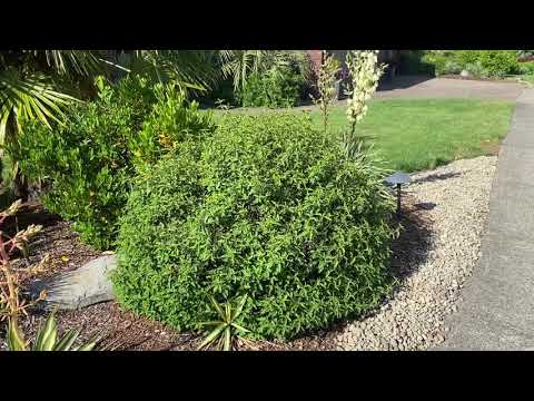 Butchering Cistus plants to keep them in check.