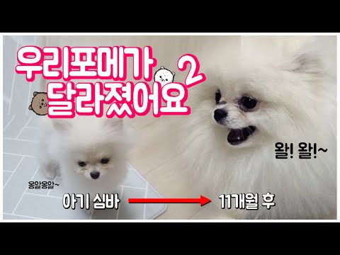 Our dog has changed. The story of a baby Pomeranian growing up at 11 months. [second story]