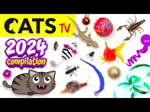CAT TV 📺🐭 2024 Ultimate Compilation 🦎😻🐟 Best games for cats in 4K