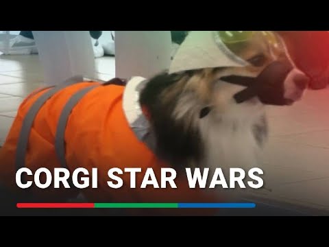 Corgis parade in Star Wars outfits as Moscow exhibition marks anniversary